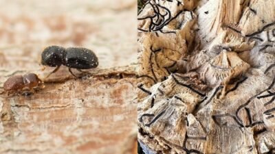 Ağaçları Öldüren Minik Böcek: Polyphagous Shot-Hole Borer