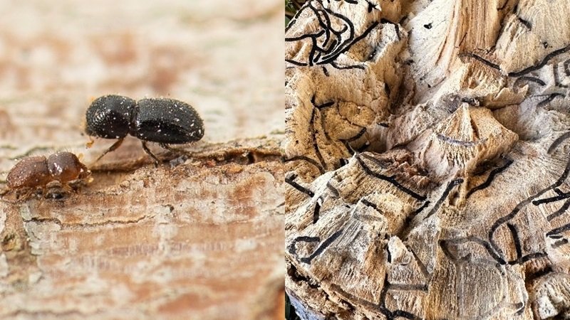 Ağaçları Öldüren Minik Böcek: Polyphagous Shot-Hole Borer
