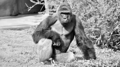 Harambe: Bir Gorilin Ölümünden Küresel Bir İnternet Efsanesine