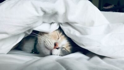 İdeal Uyku Nasıl Olmalı? Kaliteli Bir Uyku İçin Ortam, Yatak ve Süre Rehberi