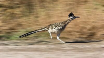 Koşar Guguk: Road Runner’ın Gerçek Hayattaki Hali