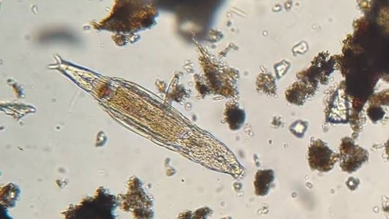 Kuruyup Yeniden Canlanan ve DNA’sını Onaran Canlı: Bdelloid Rotifer