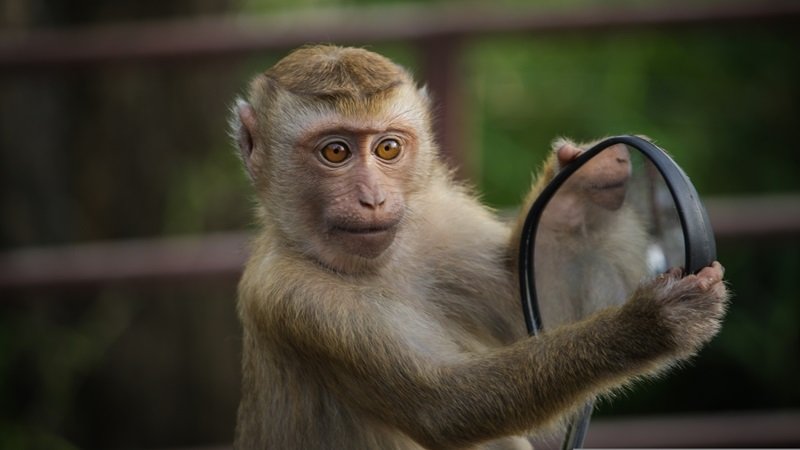 Neden Aynaya Bakınca Kendimizi Fotoğraflardan Farklı Görürüz?